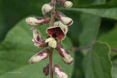 Rhynchosia bracteata